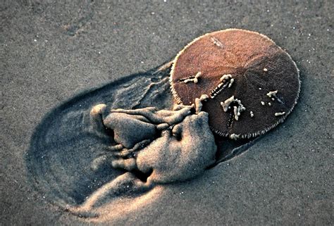 A sand dollar in its natural habitat, surrounded by ocean creatures